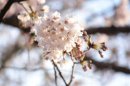 Photo: SAKURA